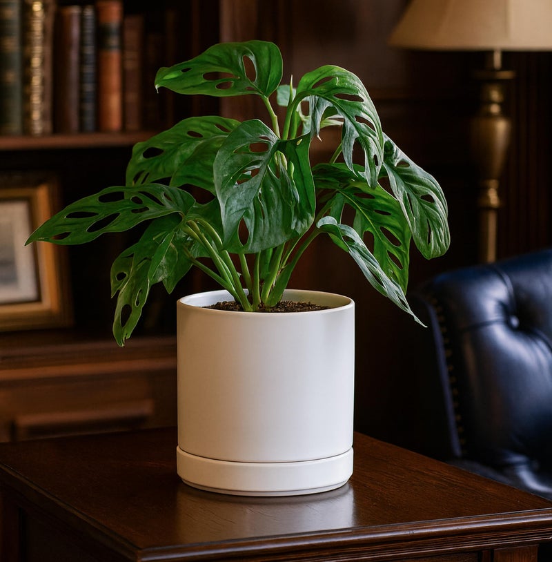 D'vine Dev 6.5 Inch Ceramic Planter Pot with Drainage Hole and Saucer, Indoor Cylinder Round Flower Pot, White, 94-O-C-1 - Image 2